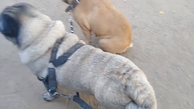 Мопс и Французский Бульдог на Вахте // Встретили друга смотреть онлайн
