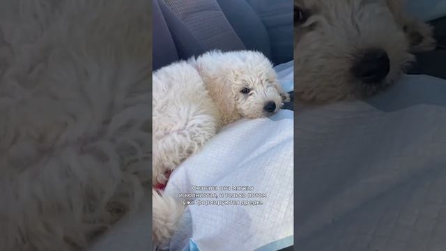 Собака с дредами — комондор ? #shorts #породысобак смотреть онлайн