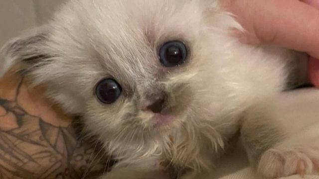 From Tiny Kitten to Gorgeous Fluffy Cat: Lilo's Inspiring Journey смотреть онлайн