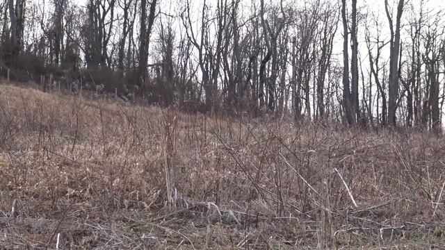 Skyview's Beagles Rabbit Hunting Northern WV Beagle Club FUn Run смотреть онлайн