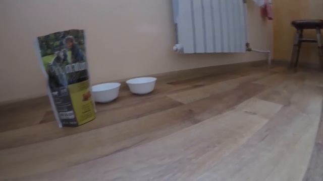 Шотландская Вислоухая Кошка Кушает Корм Пронатюр Холистик ? Лучший Корм для Котят смотреть онлайн