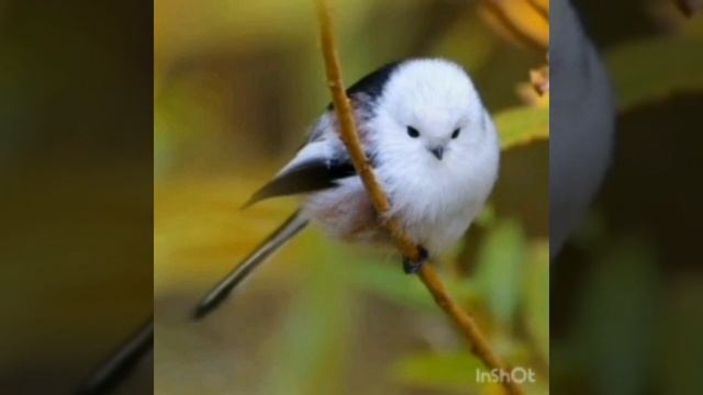 В гостях у синички смотреть онлайн