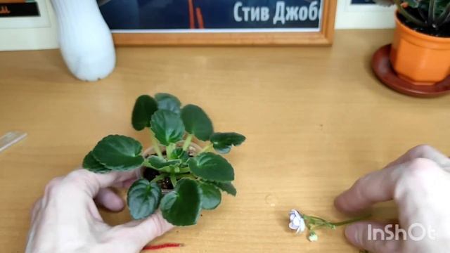 Уехал и оставил растения без присмотра. Фиалки без полива. смотреть онлайн