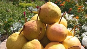 Сорт груши Пермячка