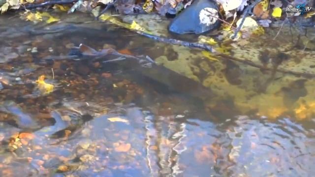 НЕРЕСТ КУМЖИ / SEATROUT SPAWNING Vol. 2 (Salmon protection) смотреть онлайн