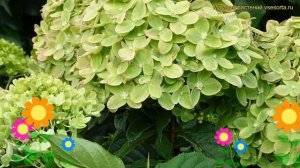 Гортензия метельчатая Мохито. Краткий обзор, описание характеристик hydrangea paniculata Mojito