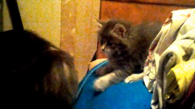 Котёнок играет с мамой!!! Котёнок повторяет за мамой!!! Милый котёнок!!! смотреть онлайн
