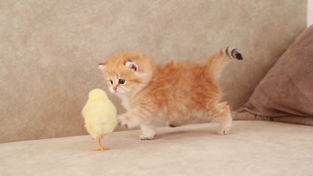 Fluffy orange meets with the yolk ? смотреть онлайн