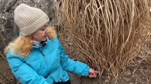 Весенняя обрезка :пампасная трава и мискантус,а так же кое что из моего сада