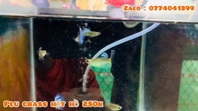 Cá Guppy cổ điển siêu VIP | Full gold ,Hb red Rose 🌹🌹🌹, Rồng đỏ Short Bds смотреть онлайн