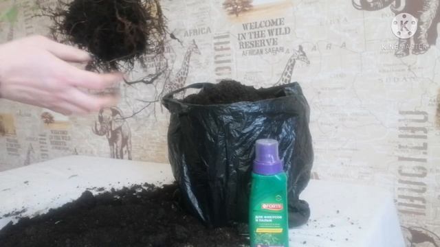 Спасаю фикус Бенджамина ?? смотреть онлайн