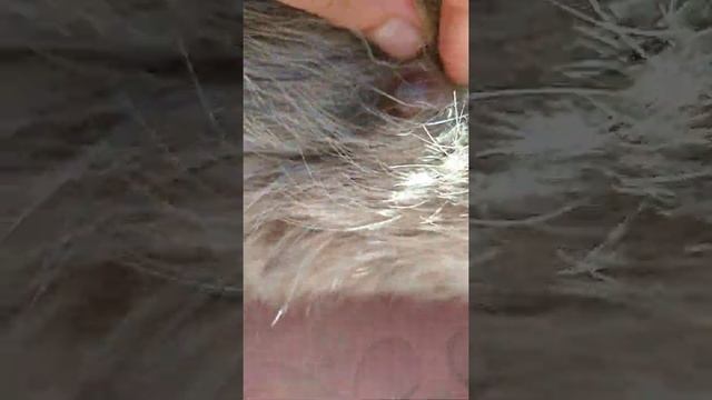 40 дней беремености у собаки смотреть онлайн