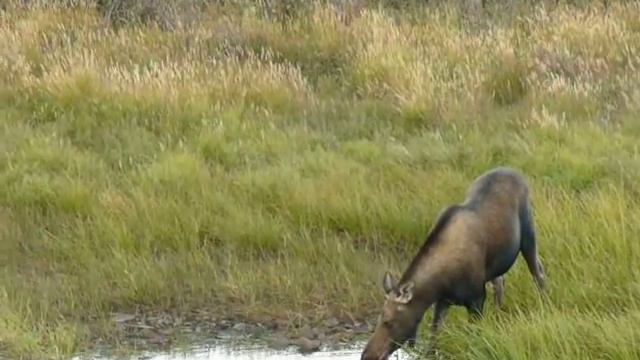 Moose drinks water / Лоси на водопое смотреть онлайн