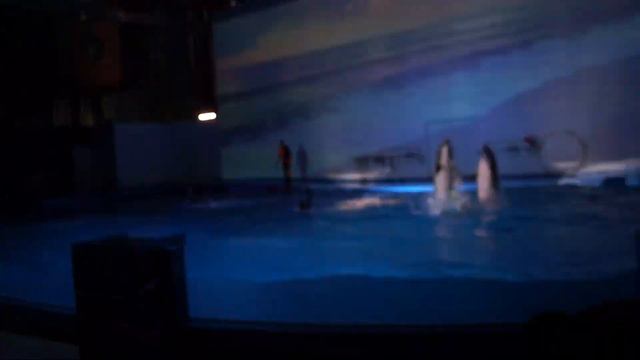 Екатеринбургский океанариум. Шоу «Дельфин FEST 2023». Команда «Дельфиниус» дает жару смотреть онлайн
