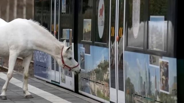 Если бы не фото, то никто бы не поверил в такое! Только посмотрите смотреть онлайн