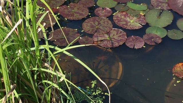 У прудика. Клематисы смотреть онлайн