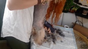 Домашняя стрижка йорка. Стригу свою собаку. Как подстричь дома