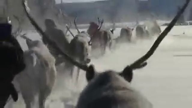 Путешествие Михаила Странберга по Якутии смотреть онлайн