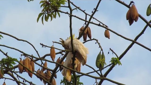 The Abbotti Cockatoo - the rarest cockatoo in the world смотреть онлайн