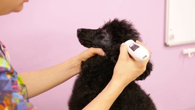 Выбираем машинку для пуделя. Как побрить морду смотреть онлайн