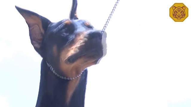 Doberman Americano Vs Doberman Europeo
