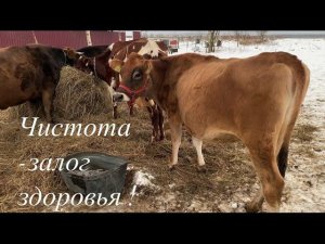 Моё утро в деревне. Утренняя дойка животных.