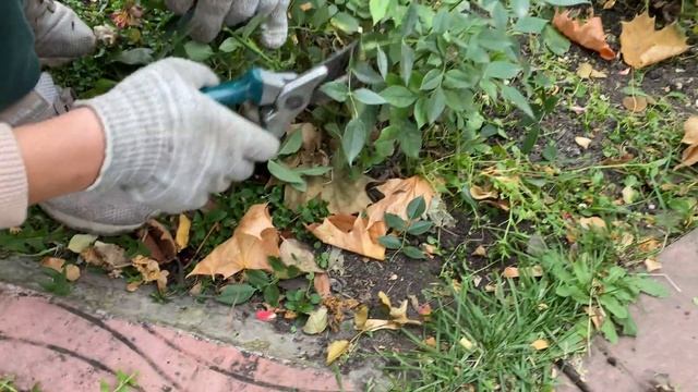 Как обрезать розы на зиму смотреть онлайн