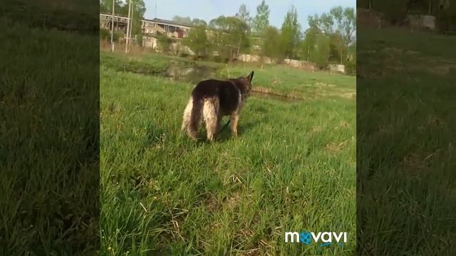 Дикуша на прогулке смотреть онлайн