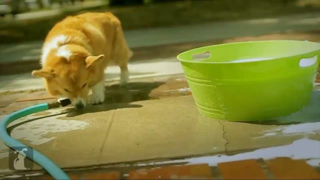 Carly Rae Jepsen - Call Me Maybe - Corgi Rae - Pet Parody смотреть онлайн