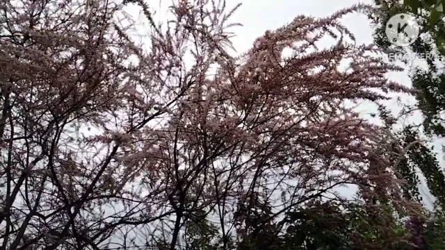 Тамарикс. смотреть онлайн