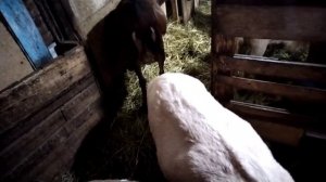 Какая порода коз лучше ?