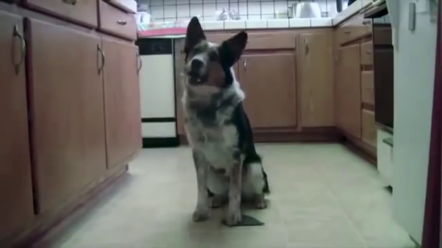 Study English together with a dog смотреть онлайн