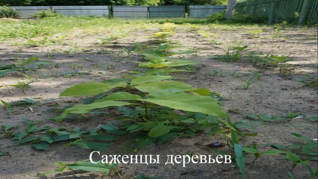 МОУ СОШ № 18 с УИОП смотреть онлайн