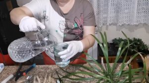 Драцена маргината жутко вытянулась!!! Черенкуем и укореняем!