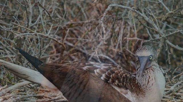 Степная рысь и голубоногая Олуша ! смотреть онлайн