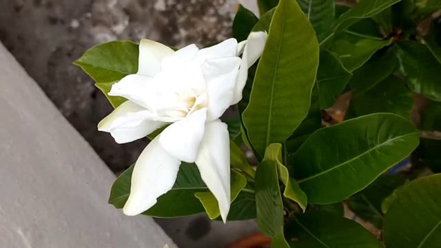 govardhanam puvulu ❤️❤️lovely flowers смотреть онлайн