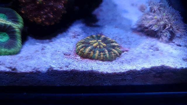 Tips for having a successful pico reef part 2 @hcaquaticsreefing смотреть онлайн