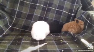 Малыши цветного карликового кролика