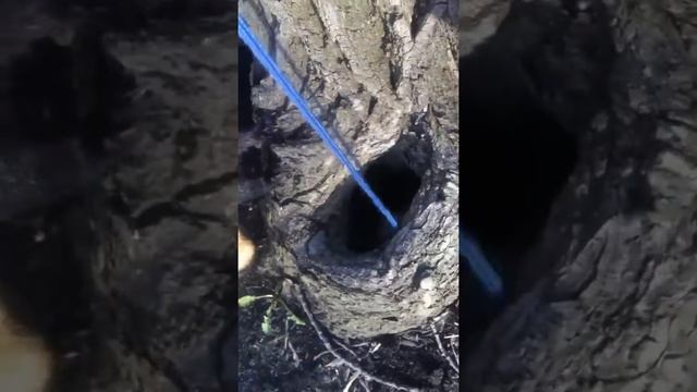Норка для хорька смотреть онлайн