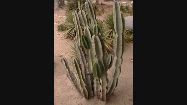 The Amazing Flowers, Plants, Trees, Shrubs And More Of Beverly Hills смотреть онлайн