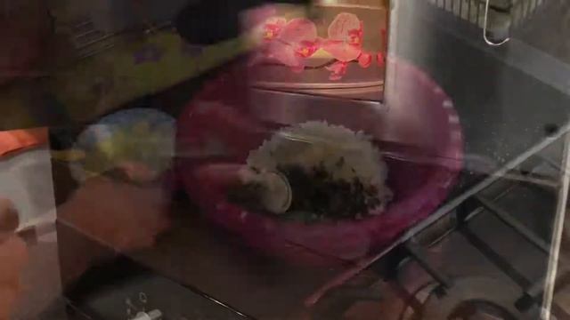 Долма из болгарского перца (из баранины и говядины) Бибяр Долмасы эпизод №184 смотреть онлайн