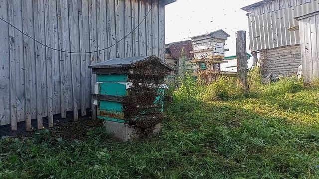 Пчелы смотреть онлайн