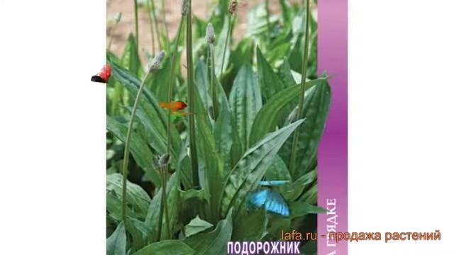 Подорожник обыкновенный Лекарь (lekar) ? Лекарь обзор: как сажать, семена подорожника Лекарь