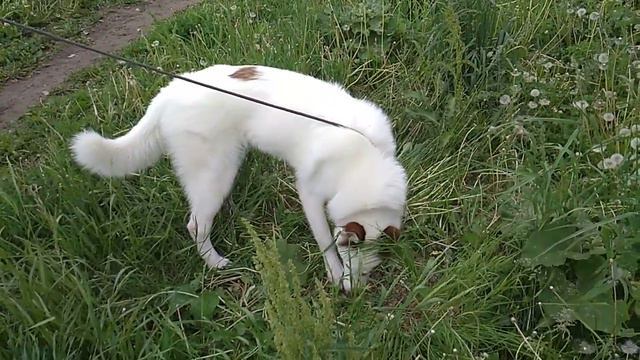 Балто хаски на прогулке смотреть онлайн