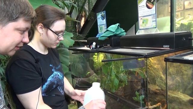 Фельзума мадагаскарская смотреть онлайн