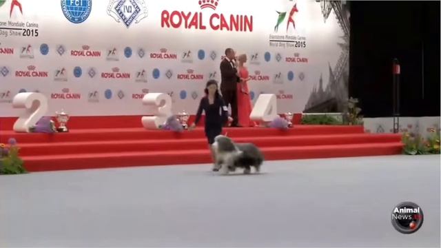 Выставка собак. Хендлинг. смотреть онлайн