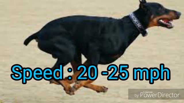 Doberman vs Grey hound Dog Comparison by Dog tubed смотреть онлайн