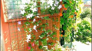 ВЫРАЩИВАЕМ КЛЕМАТИС В СИБИРИ Сибирская Мини Дачка