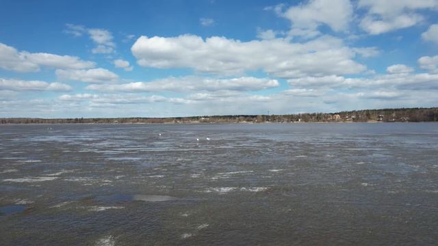 Парк Монрепо. Чайки 4К. смотреть онлайн