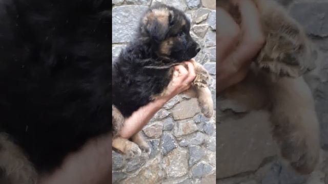 Дш чепрачная девочка смотреть онлайн